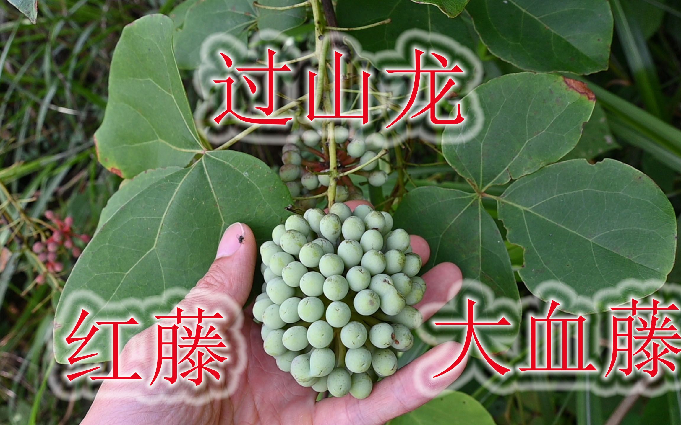 农村俗称“过山龙”植物,木通科学名“大血藤”,名贵药材与观赏哔哩哔哩bilibili