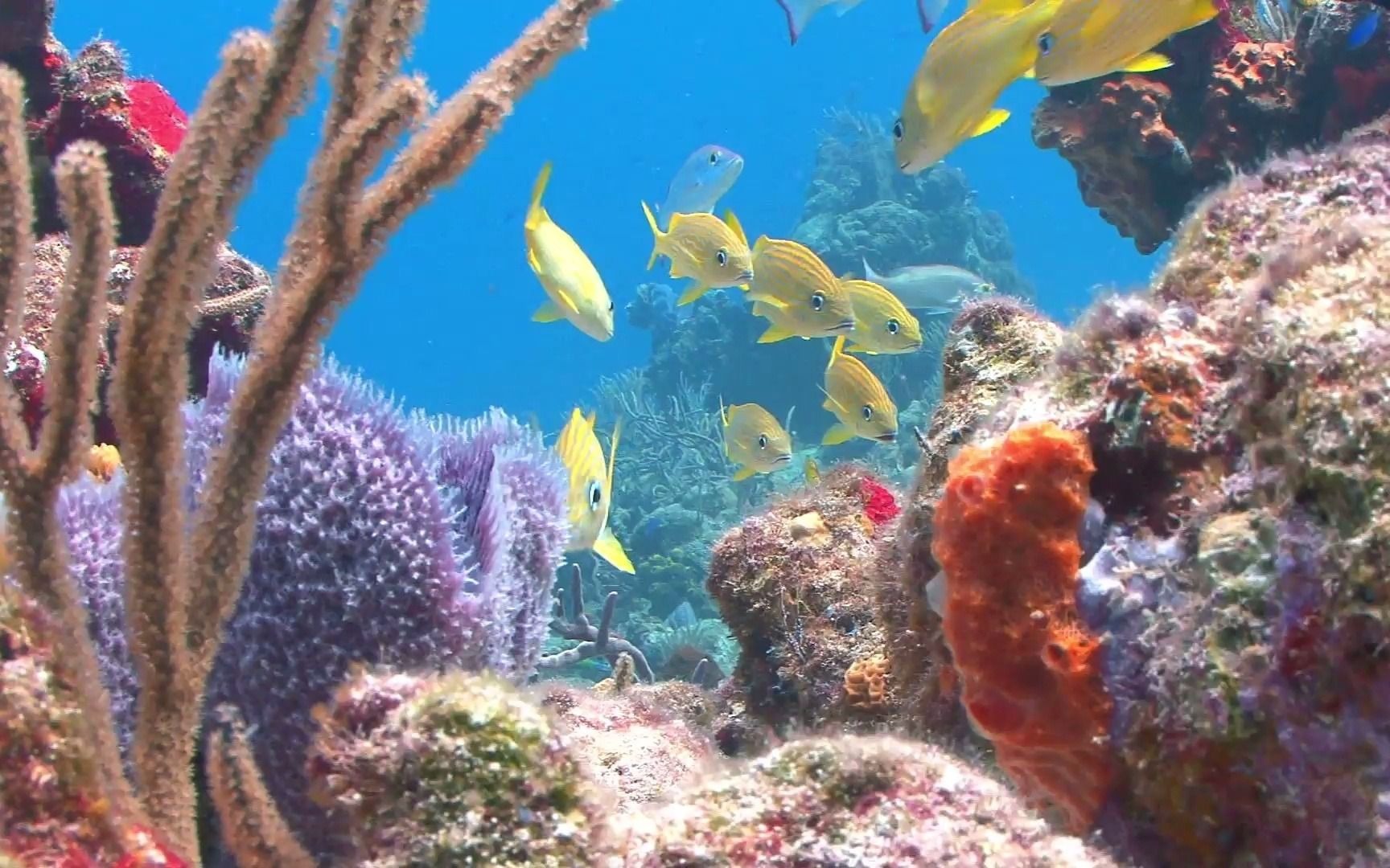 空镜头 大海游泳海洋蔚蓝色生物珊瑚 鱼素材分享哔哩哔哩bilibili