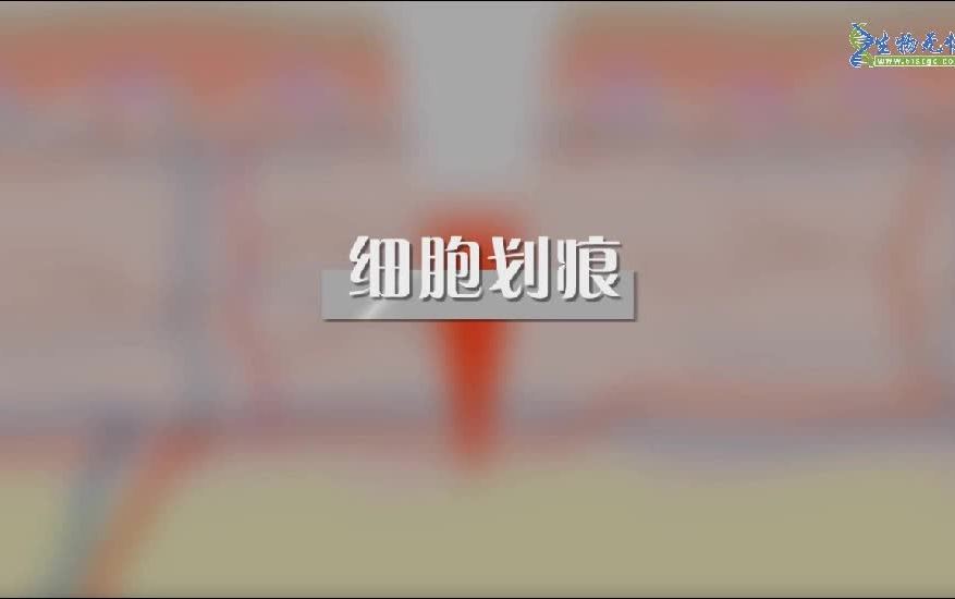 细胞划痕实验哔哩哔哩bilibili