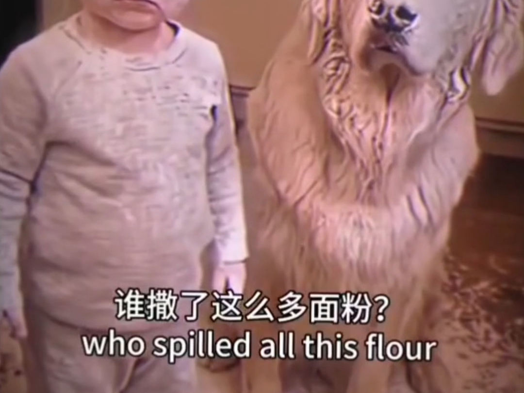 第一次在狗脸上看到了震惊！