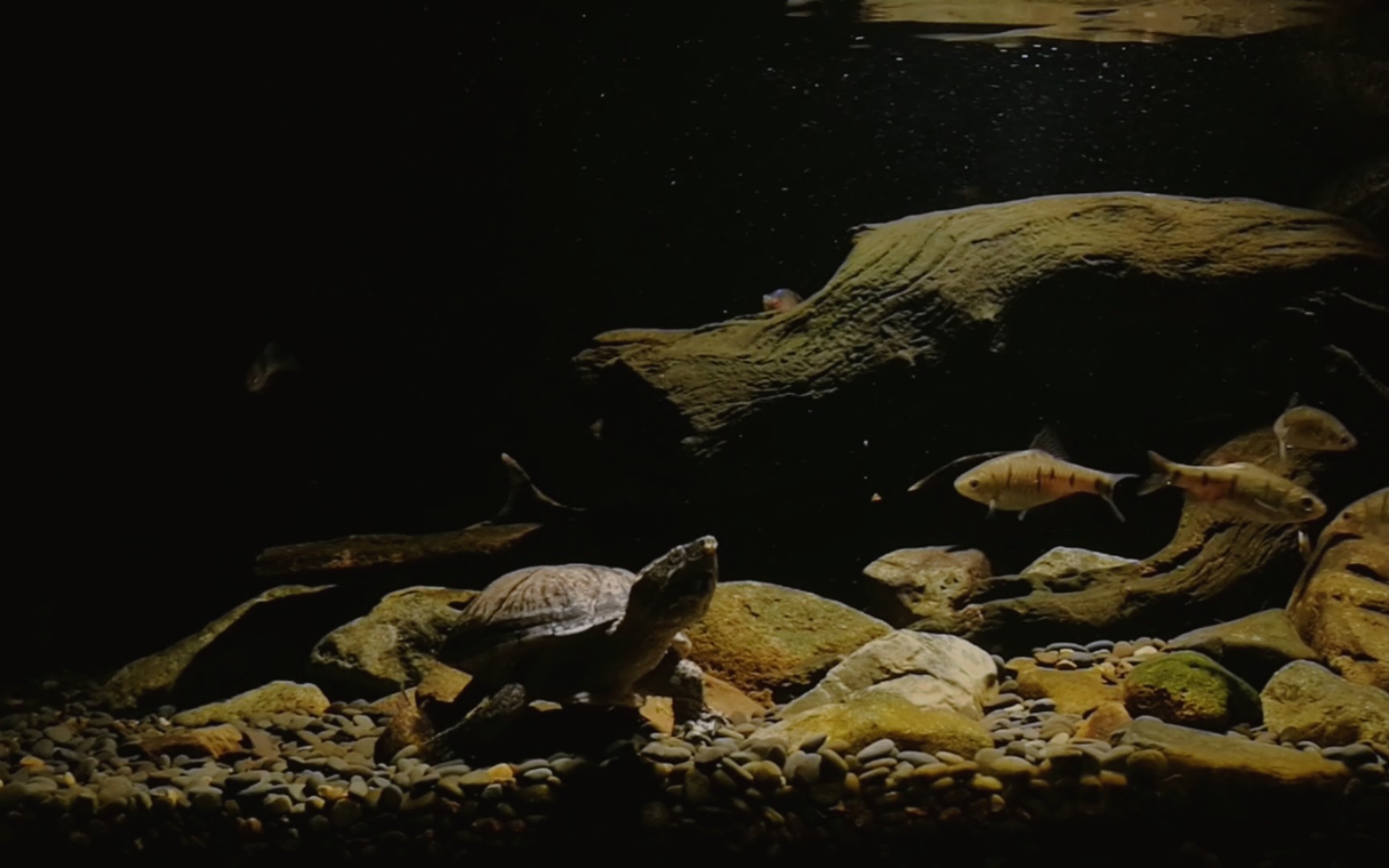 活动作品麝香龟造景缸欣赏