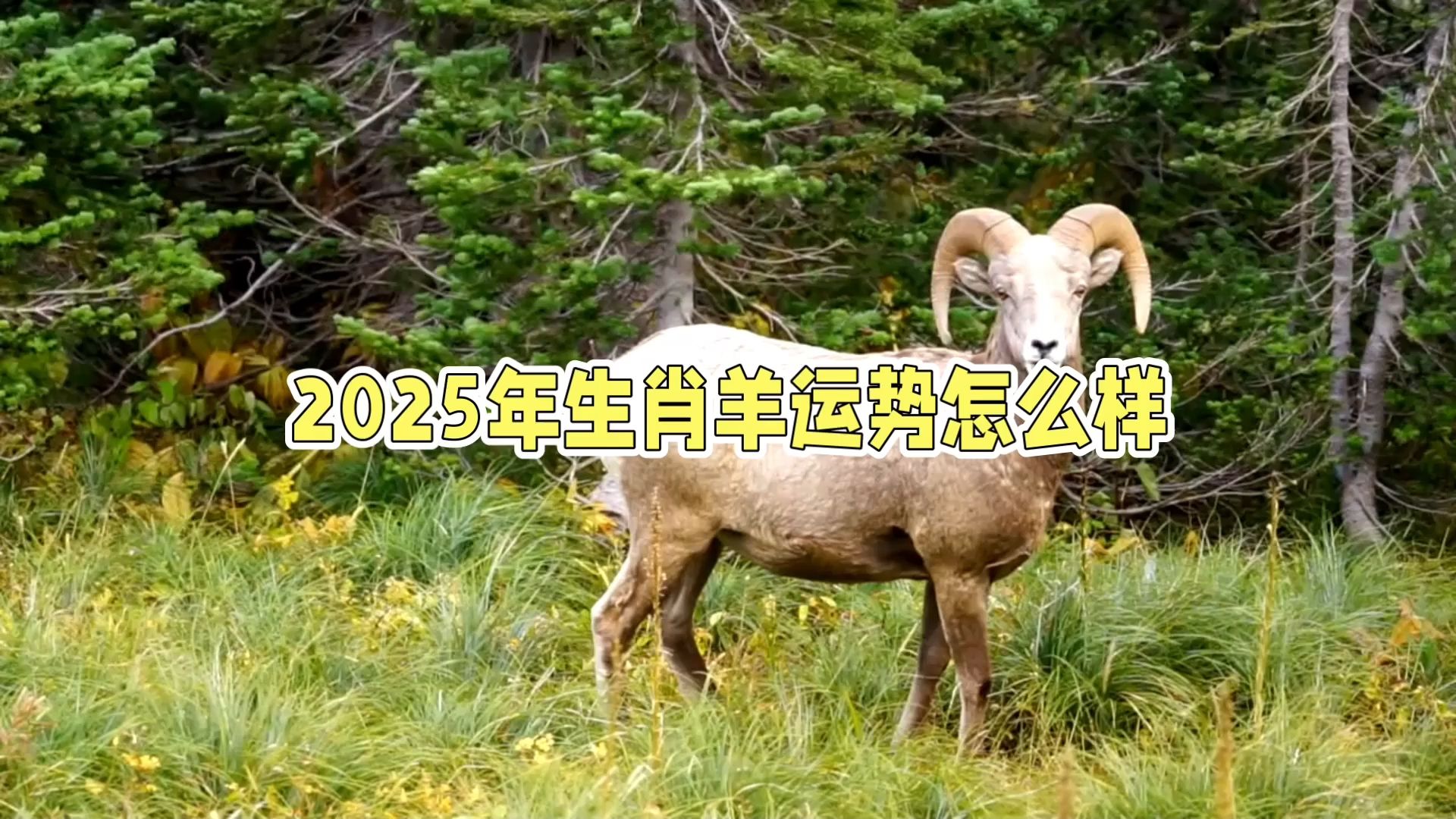 生肖羊2025年学业运势(生肖羊2025年运势及运程)