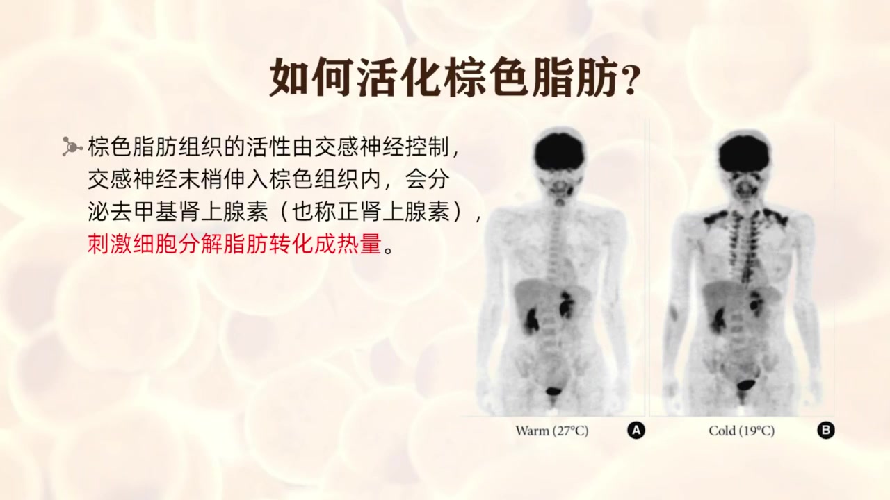 [图]认识肥胖与健康 & 运动健身原理与方法