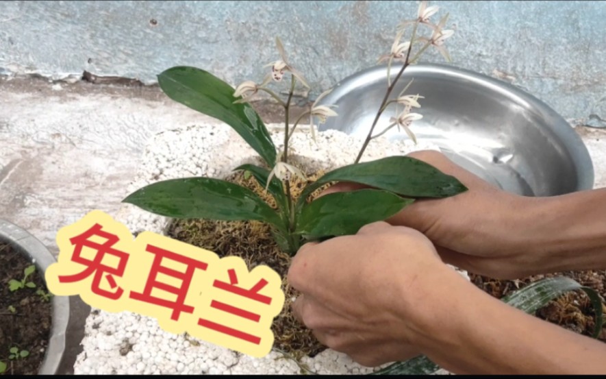 养了4年的兔耳兰又开花了,多次说了不卖但招架不住还是出掉一株哔哩哔哩bilibili