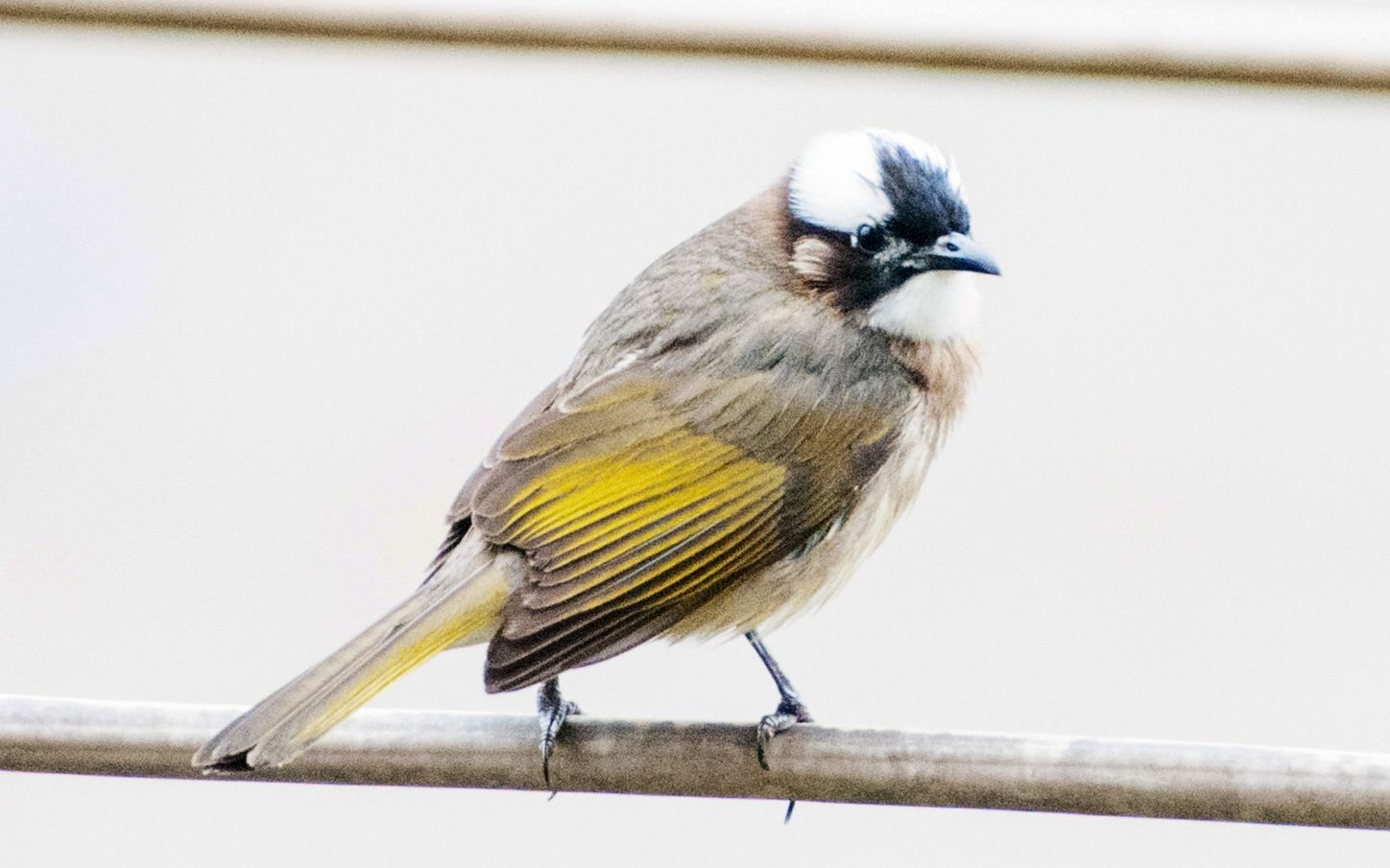 校园鸟趣(2)——白头鹎