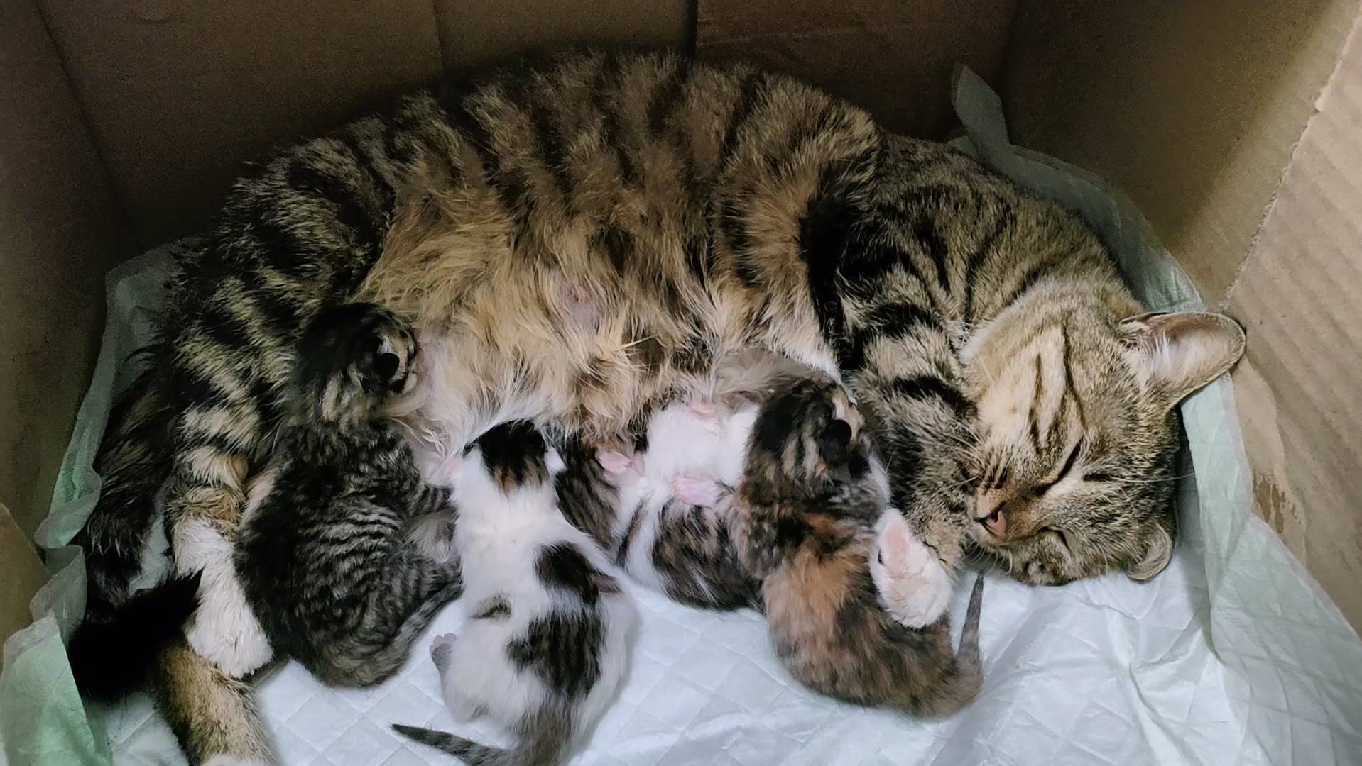 流浪狸花猫,咪咪女王的宝宝今天出生啦!