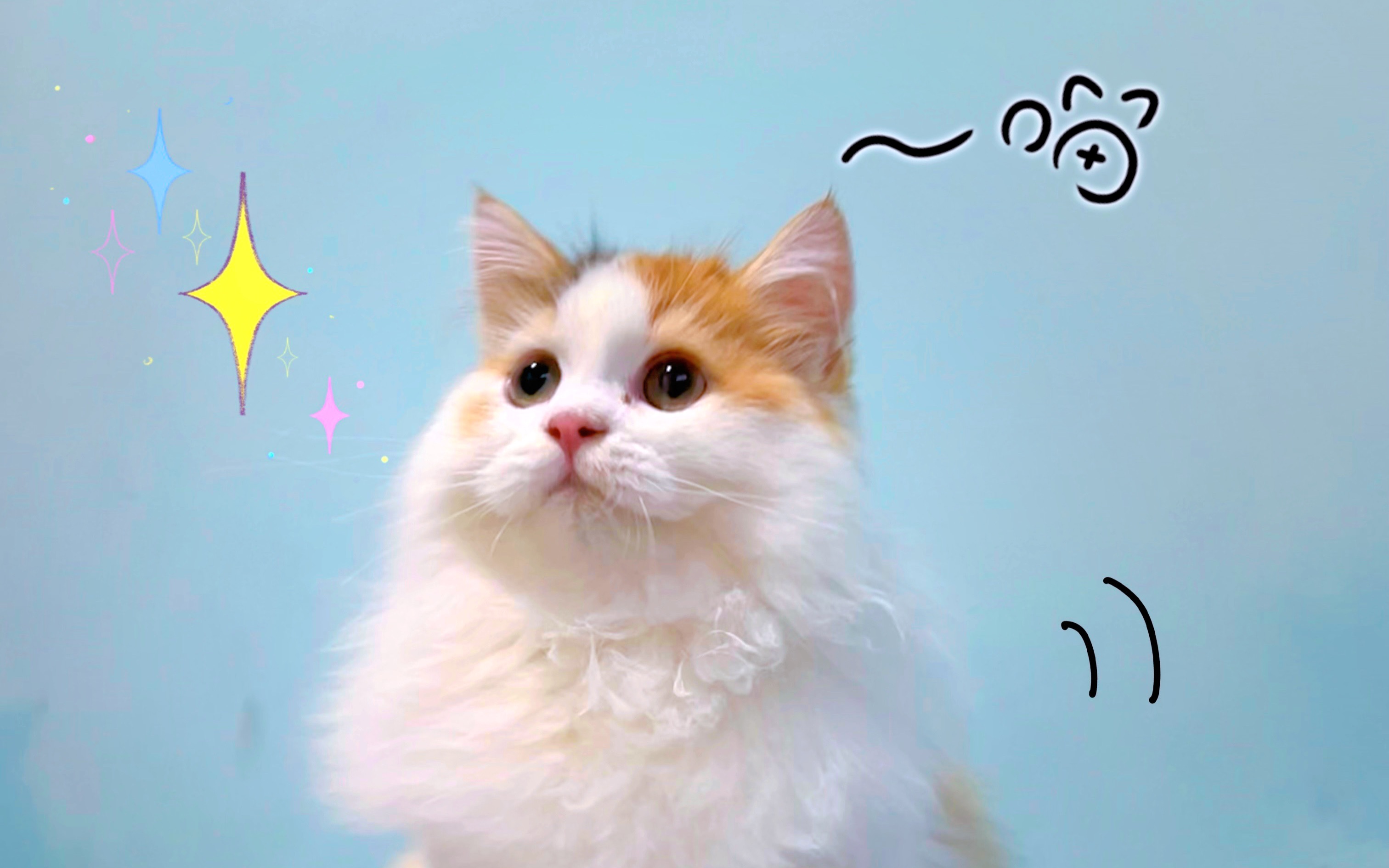 这小玩意谁看谁不迷糊?【布偶猫三花猫逆天颜值】