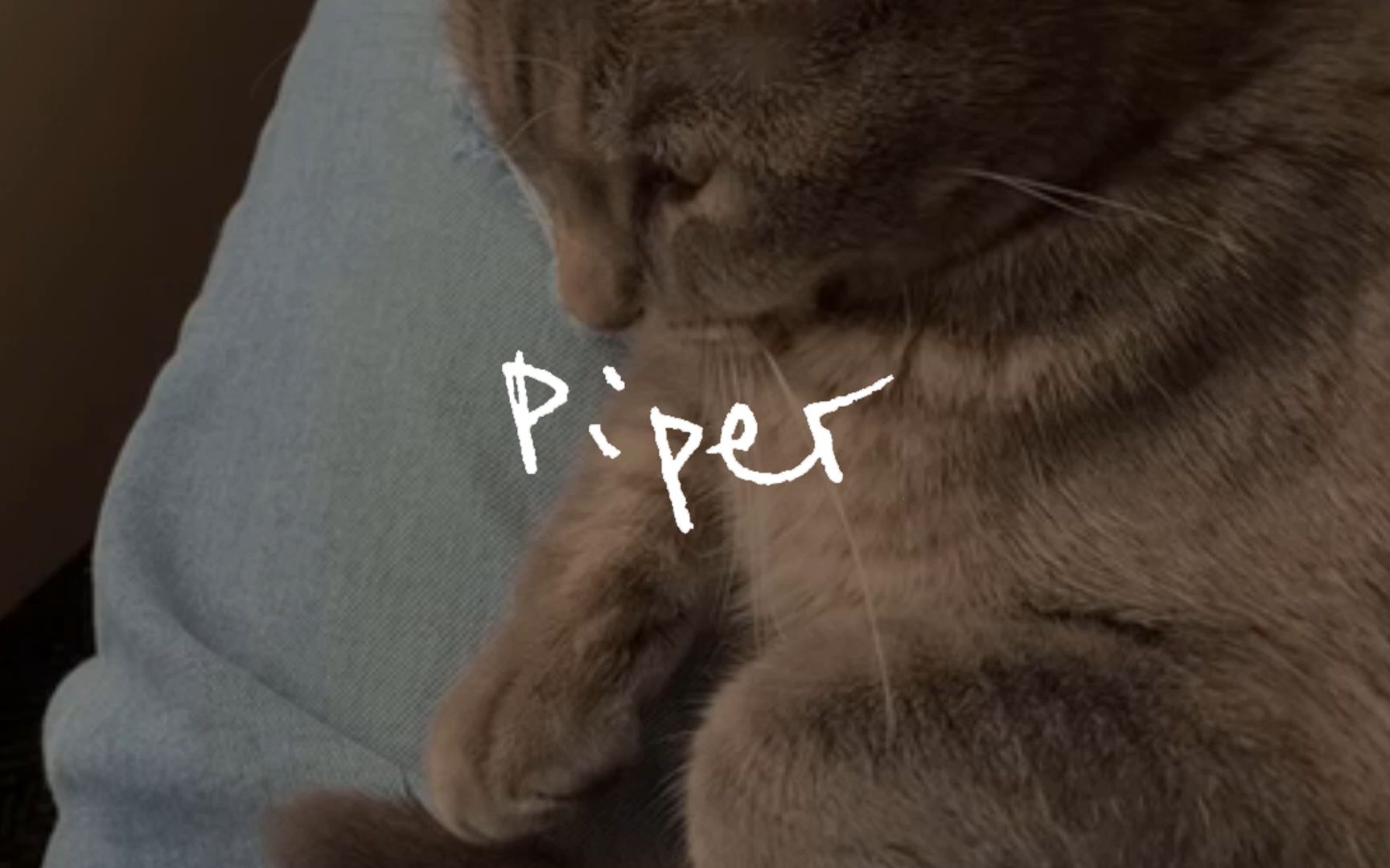 活动作品pipermv纯享版gleamingamberr