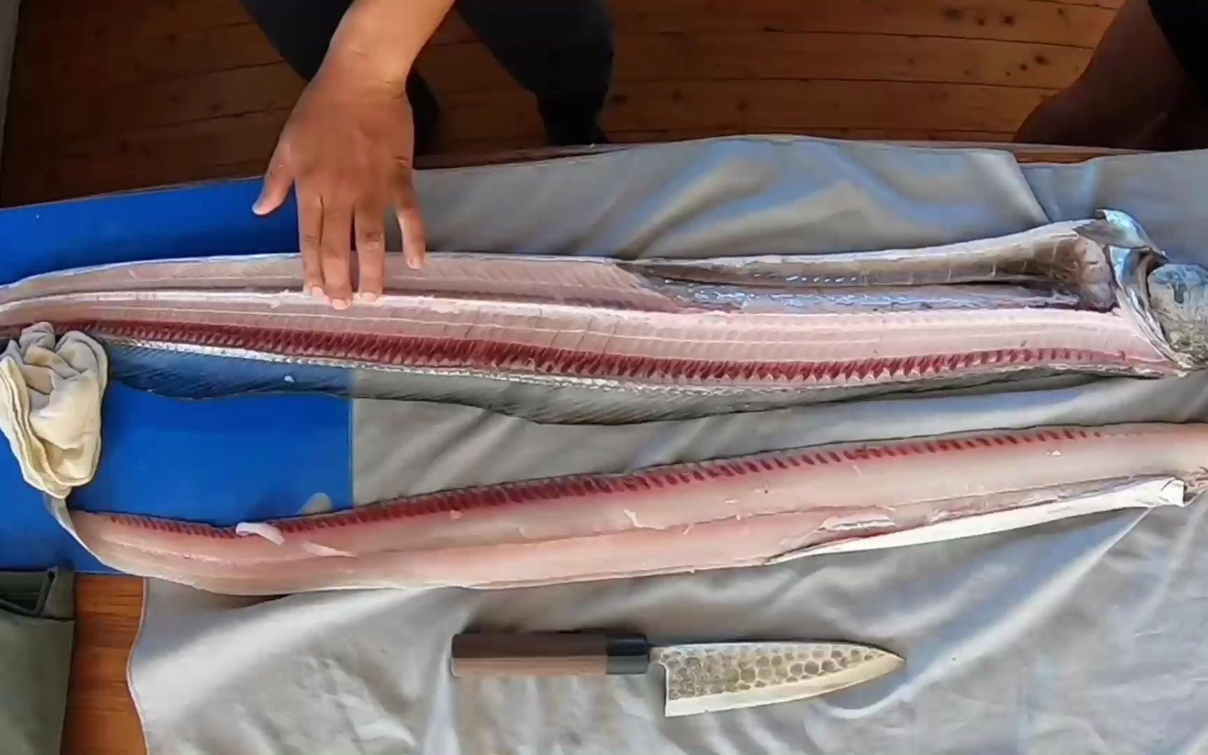 031大带鱼牙齿太锋利取肉去骨真香