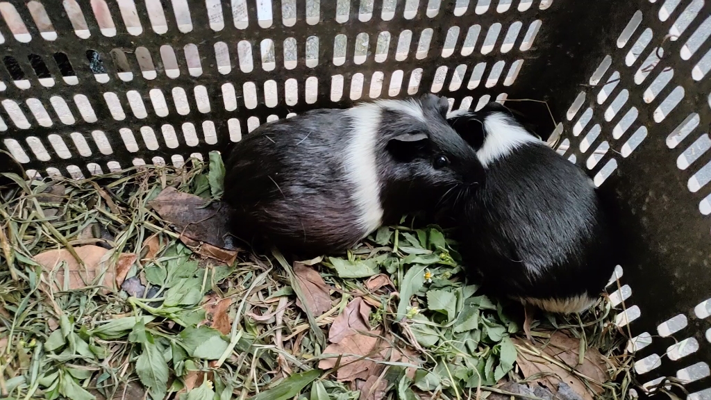 怀孕的小竹鼠qwq