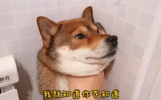 胡麻柴犬 搜索结果 哔哩哔哩 Bilibili