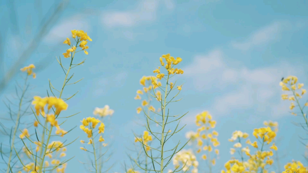 [图]蝶恋花·暖雨晴风初破