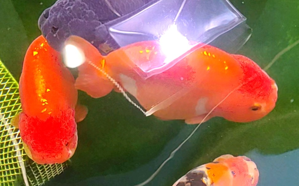 超级无敌可爱的小肥鱼