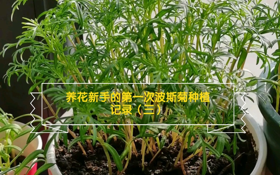 养花新手的第一次波斯菊种植记录(三)_哔哩哔哩_bilibili