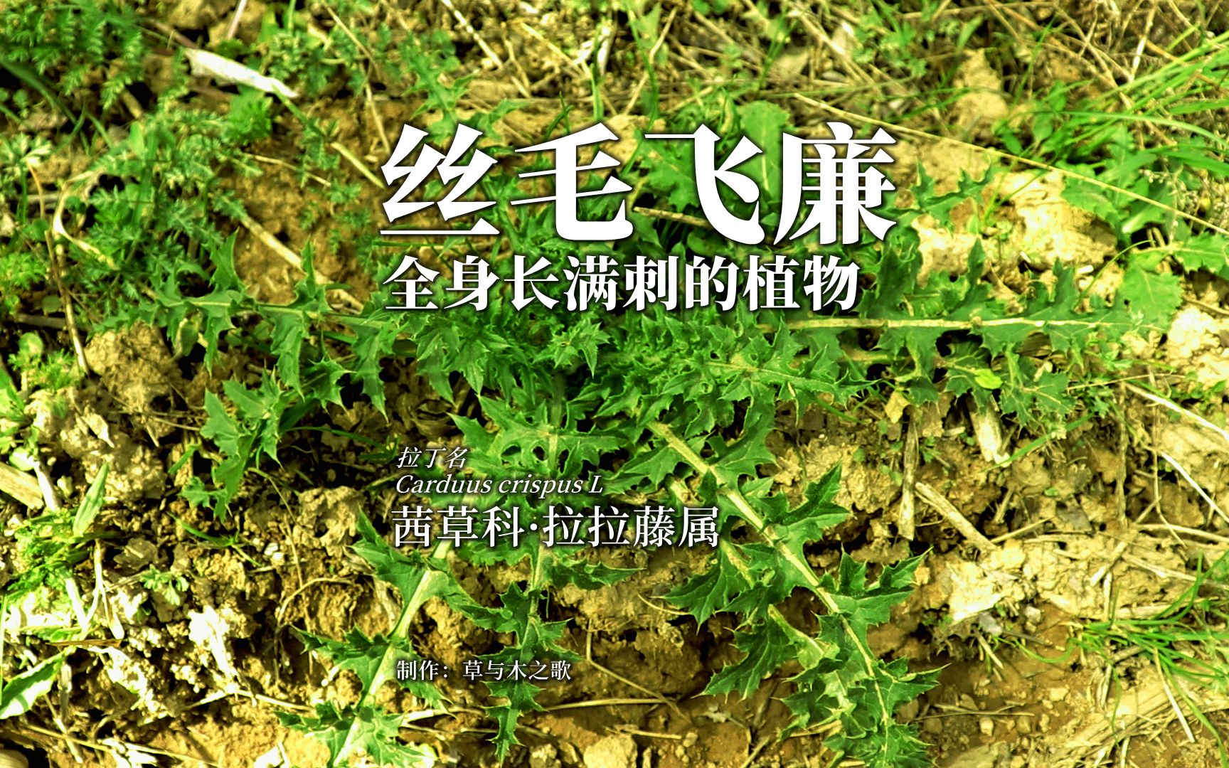 丝毛飞廉——全身长满刺的植物哔哩哔哩bilibili