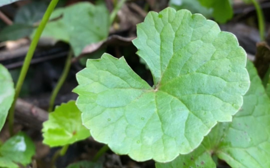 积雪草也叫雷公根,你知道它的价值吗?