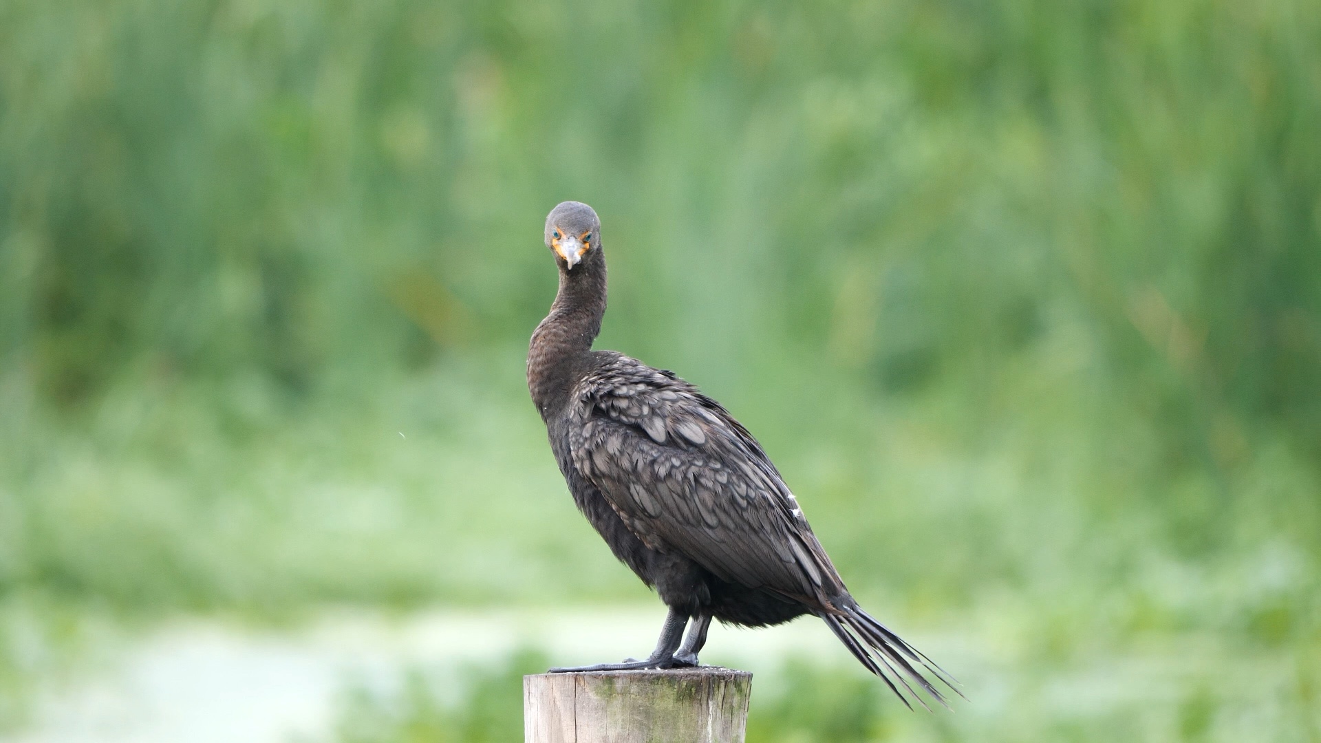 美国鸟类10:双冠鸬鹚