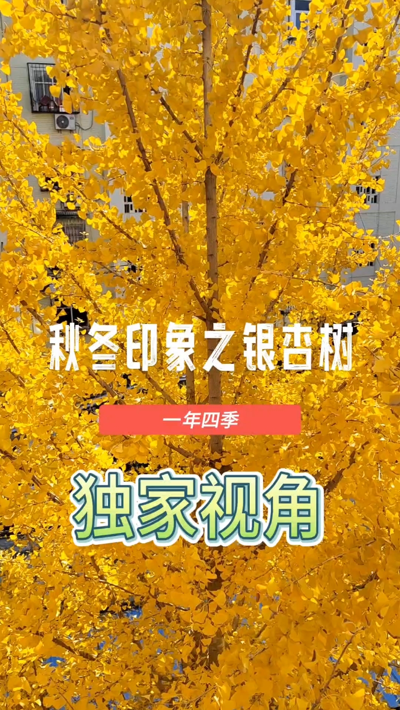 银杏树一年四季图片