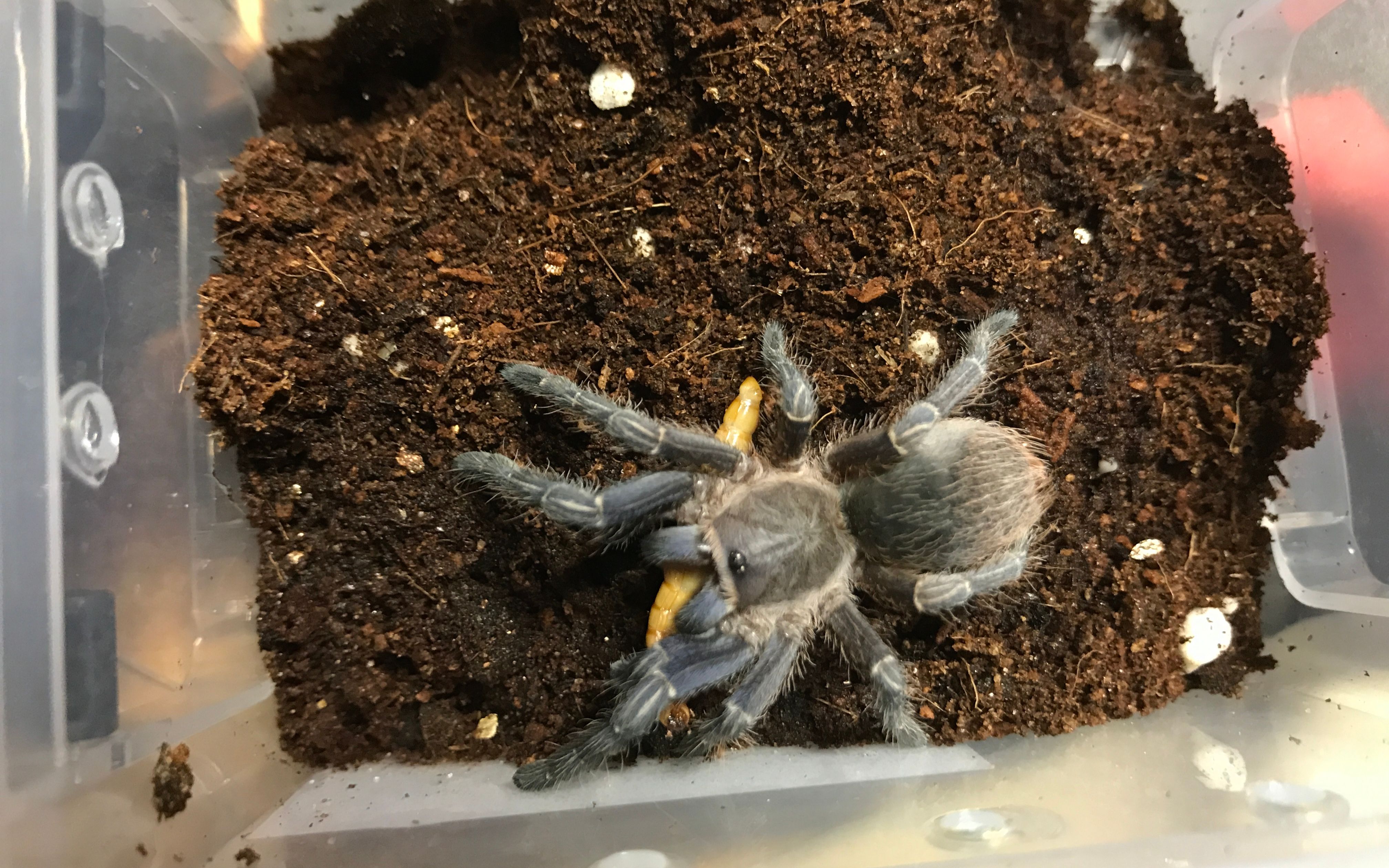 捕鸟蛛科普:蓝哥斑