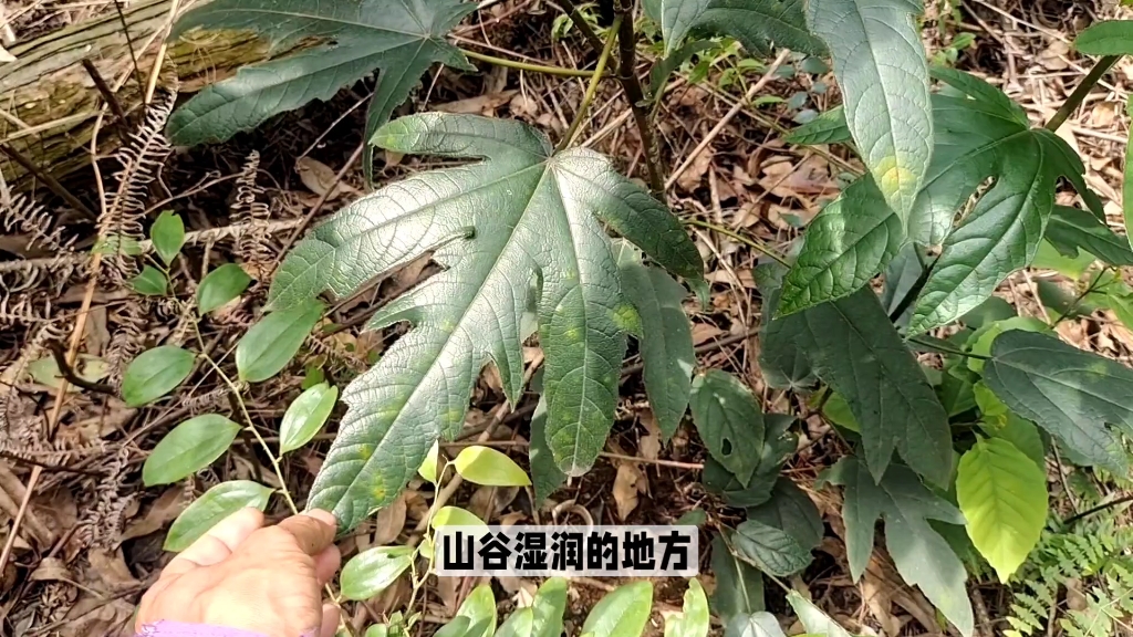 植物√五指毛桃哔哩哔哩bilibili