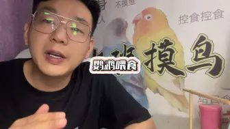 Download Video: 鹦鹉喂食一定是定时定量，少食多餐！鹦鹉怎么喂！