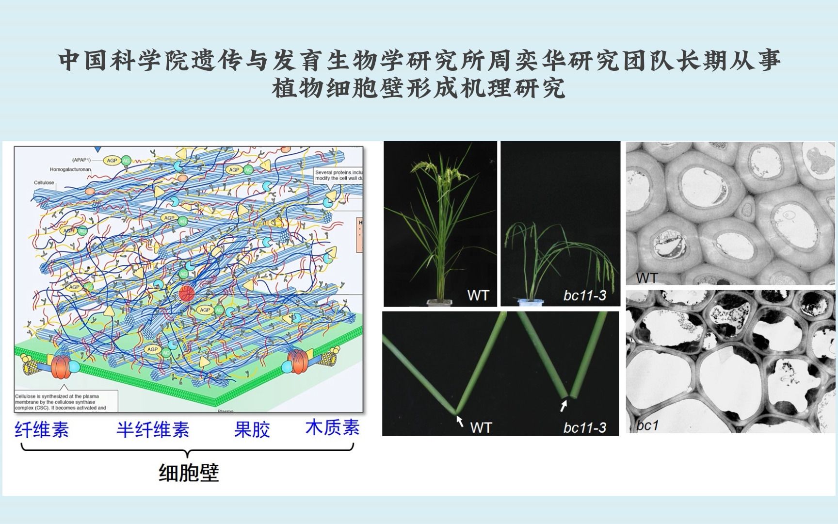 中科院遗传发育所周奕华研究组发现蛋白GPI修饰调控植物细胞壁力学性能的机制哔哩哔哩bilibili