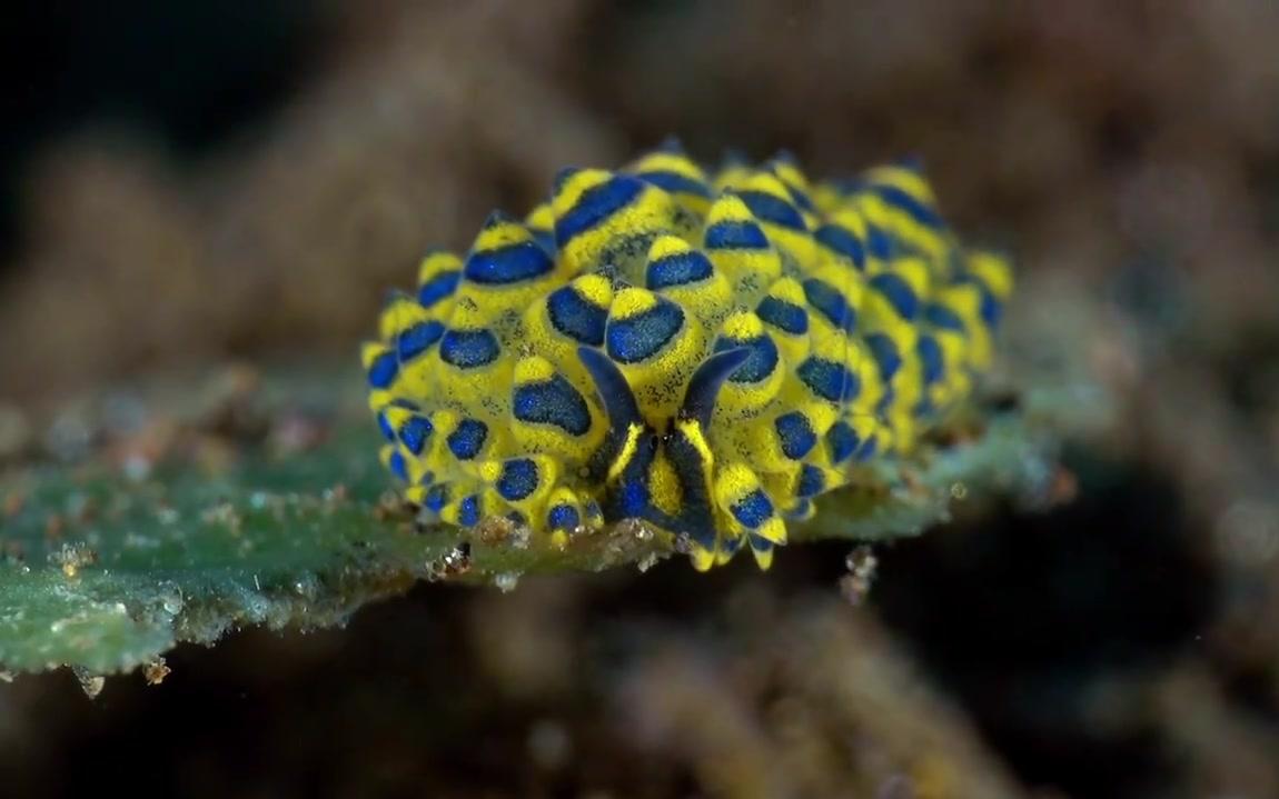 【海蛞蝓】costasiella sp,繁体区:柱状科(limapontiidae)costasiella