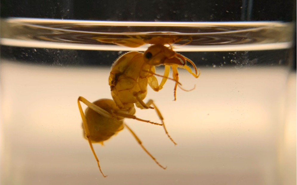 这是一个悲伤的故事—墨西哥蜜罐蚁_哔哩哔哩_bilibili