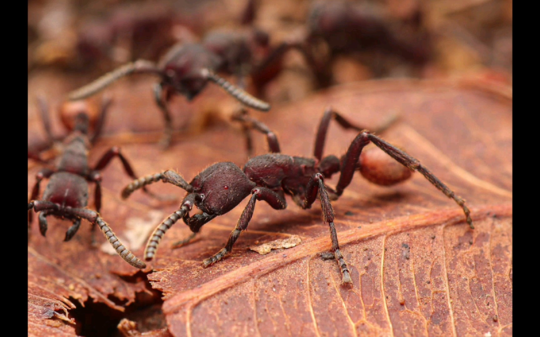 一些艾氏漫蚁(nomamyrmex esenbeckii)的图片