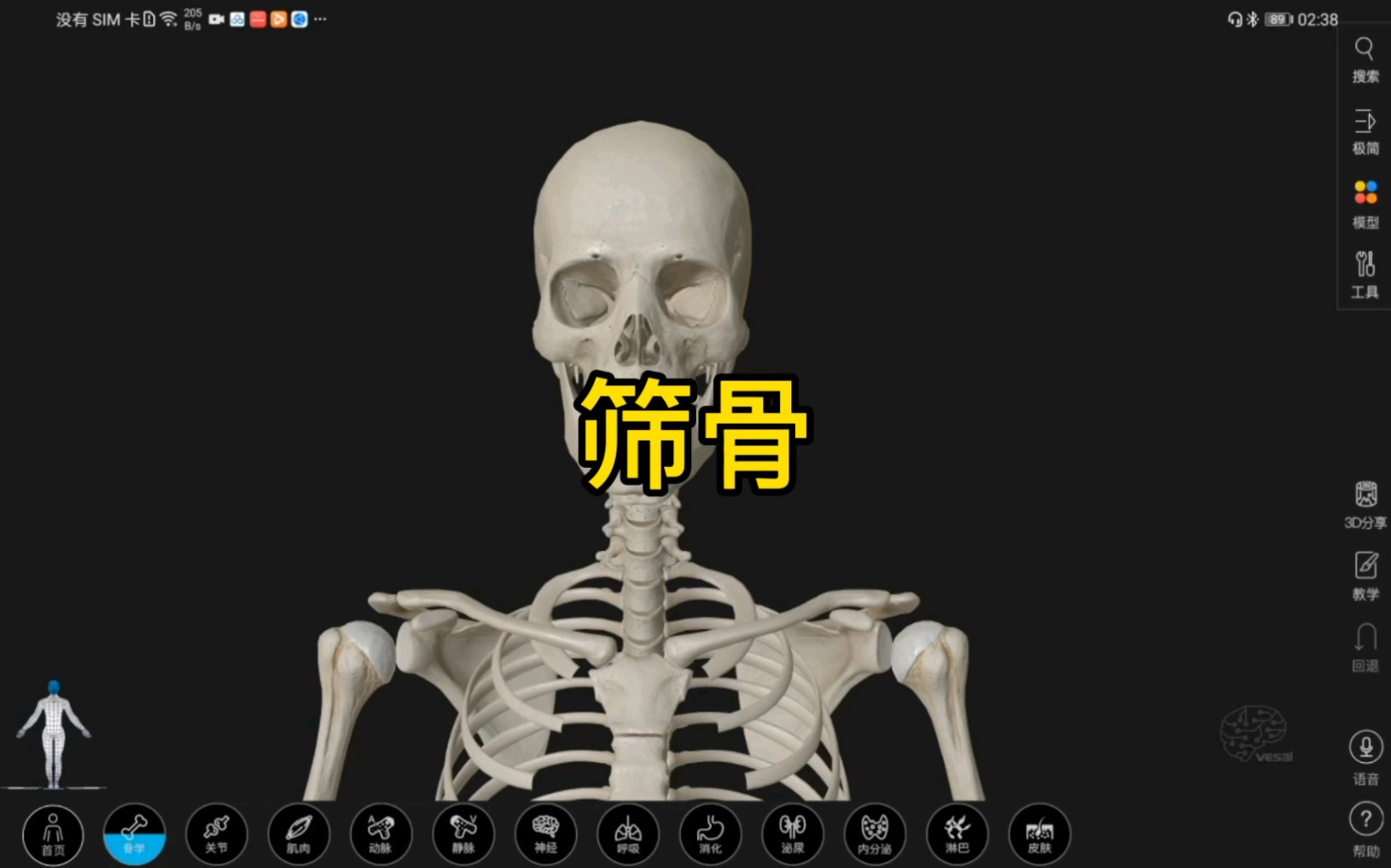 [图]筛骨的3D解剖