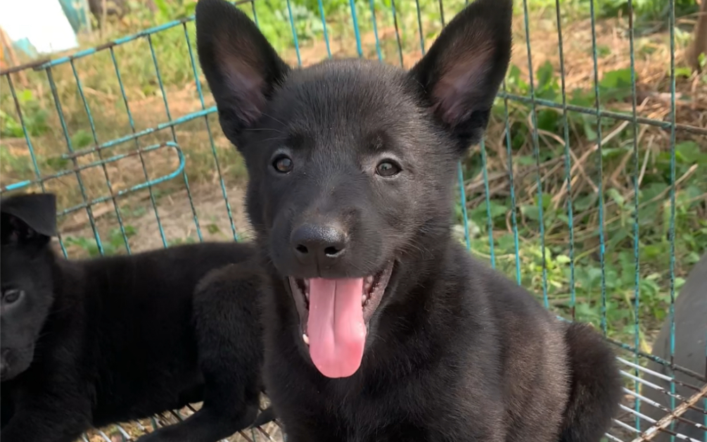 这窝东德牧羊犬怎么样?欢迎评论区留言