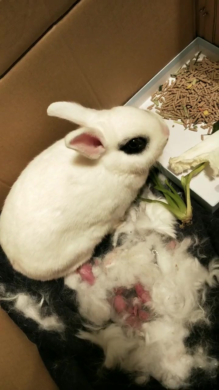 海棠侏儒兔下崽崽啦!90