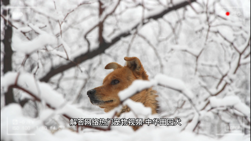 [图]为中华田园犬发声！在中华大地传承几千年，现在却活的像过街老鼠