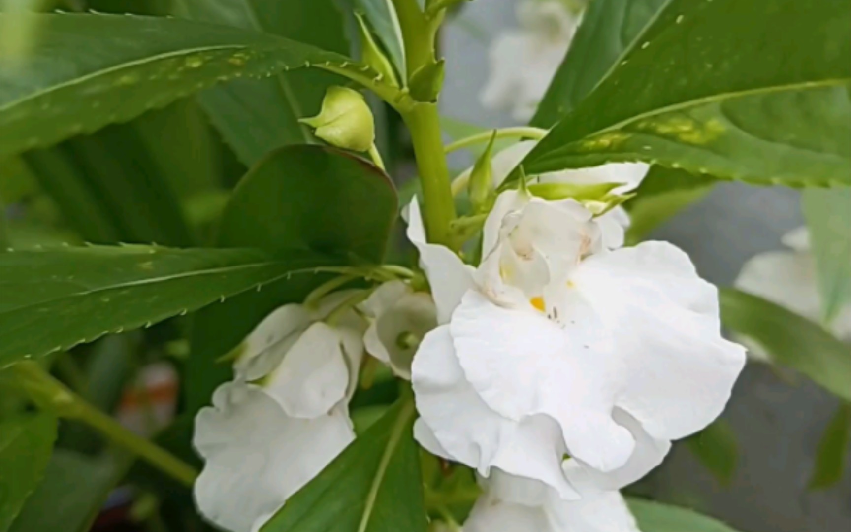 凤仙花.山东老家叫指甲桃花,小时候种过.再种,忆童年了.哔哩哔哩bilibili