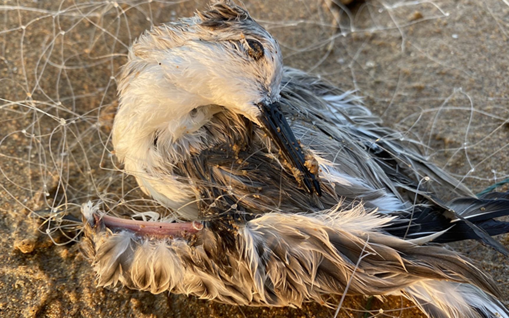 二强赶海,大海退潮后在渔网上发现被困住的小鸟,可惜来晚了_哔哩哔哩