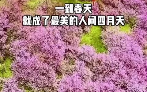 震撼美景 又是一年杏花开!哔哩哔哩bilibili