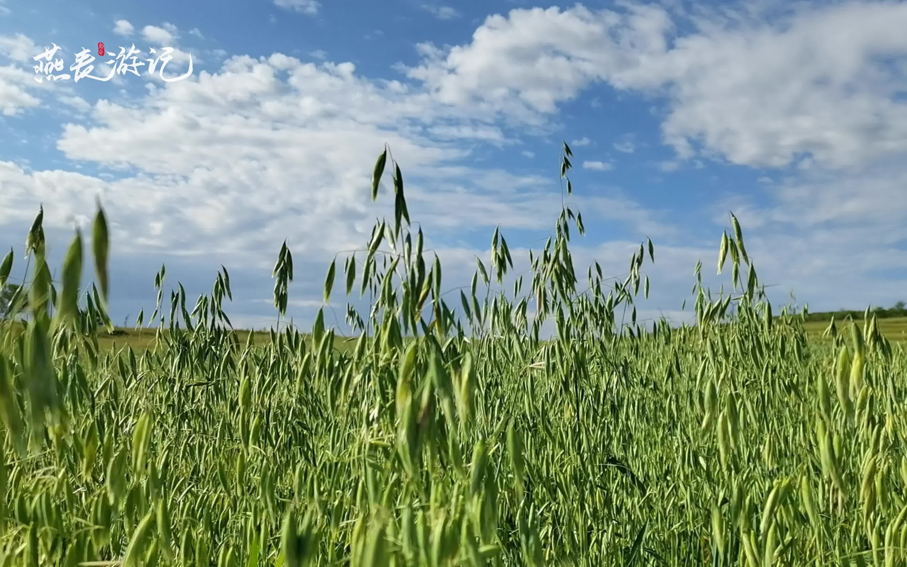 你是否见过北方的燕麦田