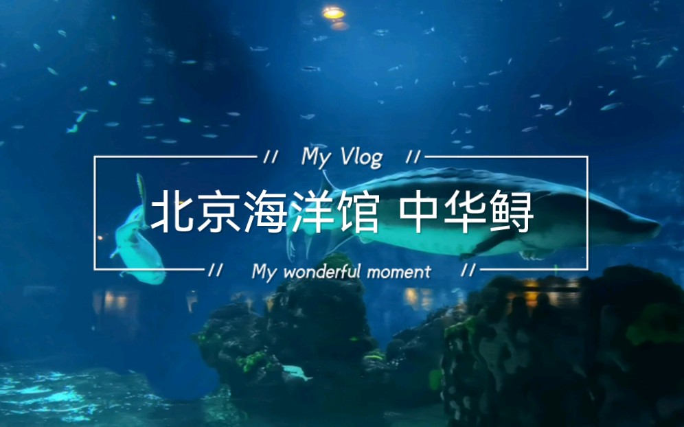 北京海洋馆 中华鲟
