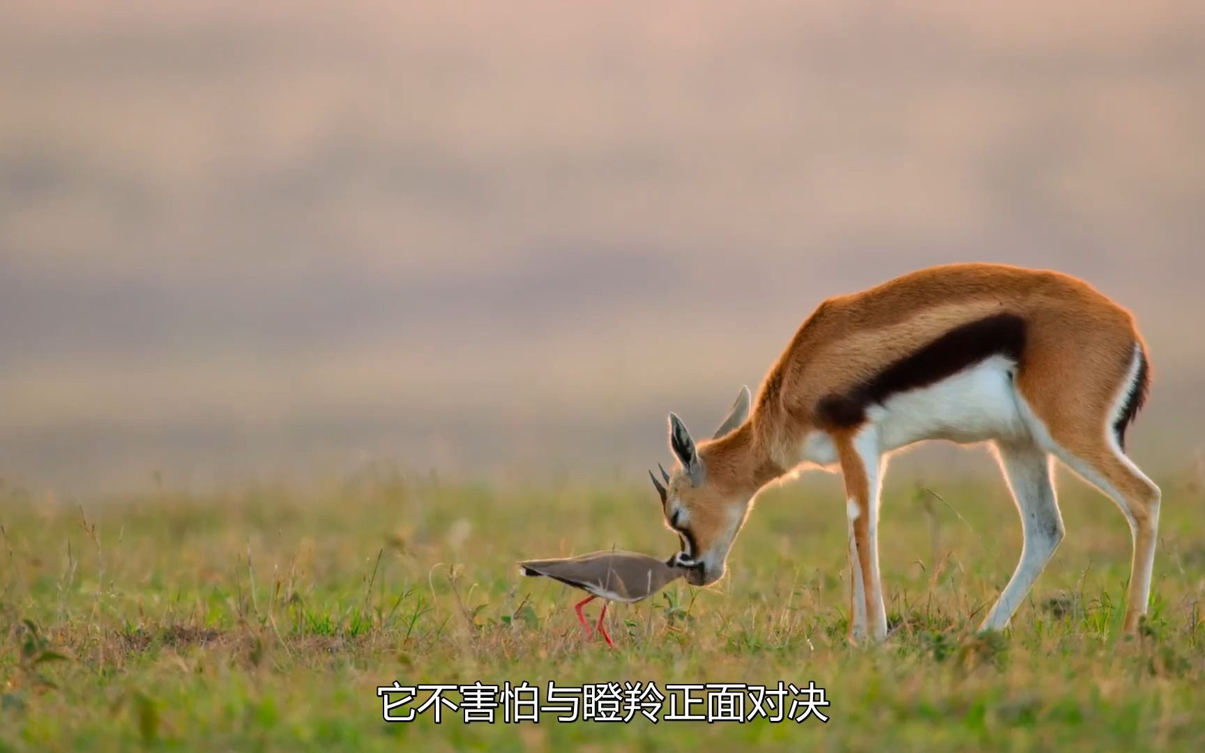 [图]《小小世界》纪录片超清 第一季 P1 “非洲大草原”