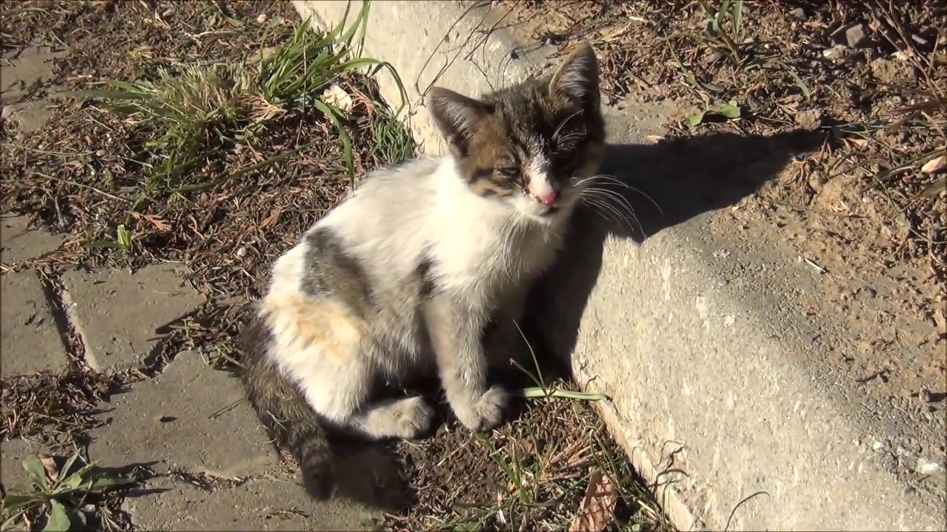 流浪小猫特效入口网站_流浪猫可爱