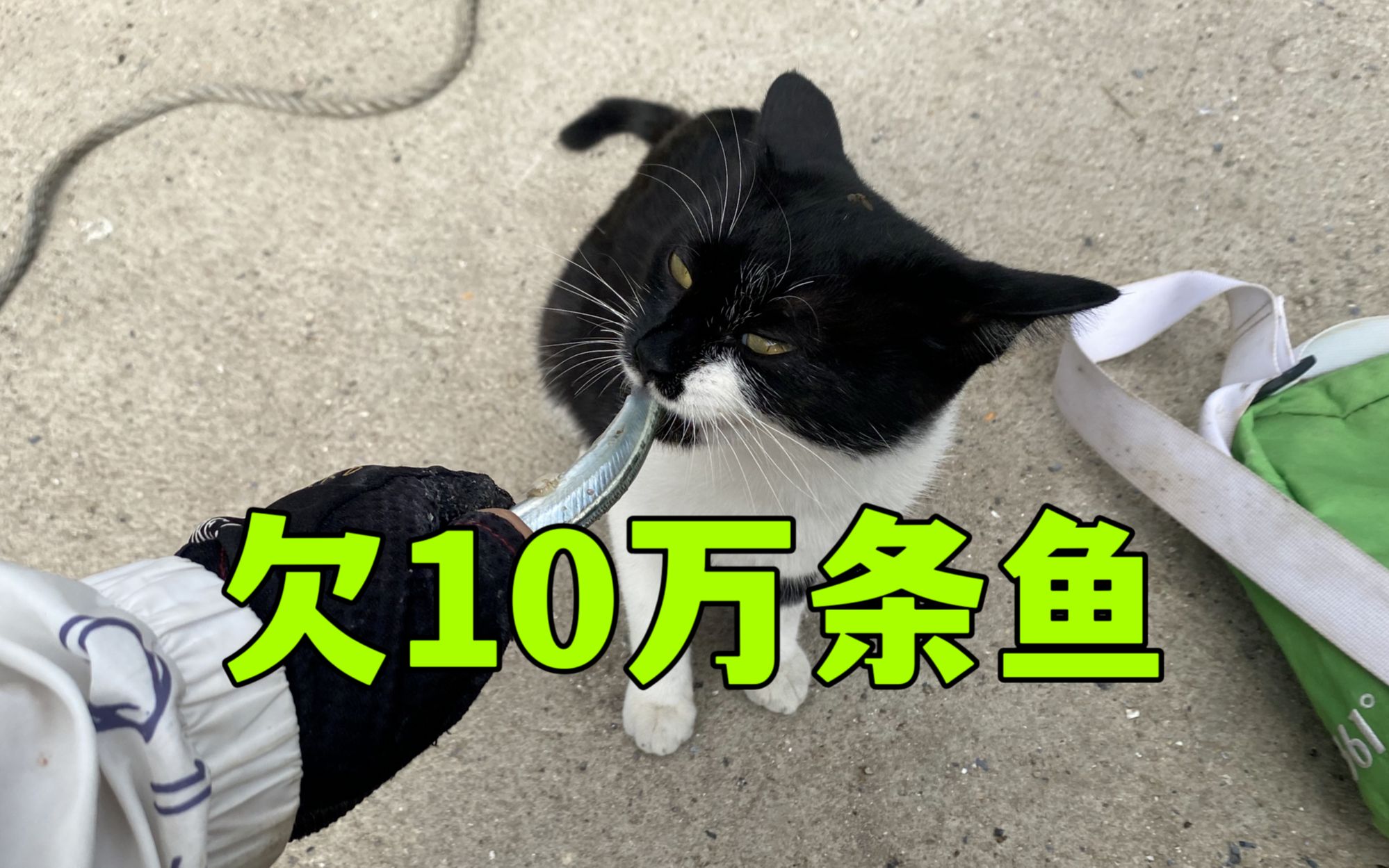 [图]我欠这只猫，10万条鱼