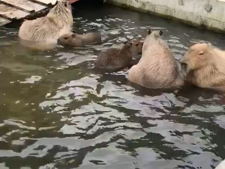 水豚家族在开泳池派对 但水好像浅了哔哩哔哩bilibili