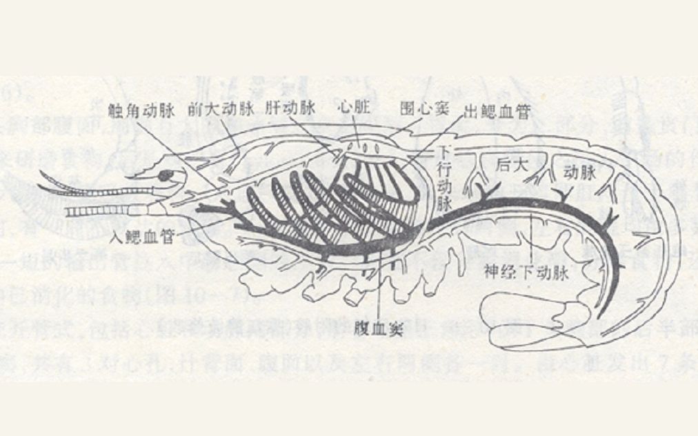 鳌虾实验手绘图图片