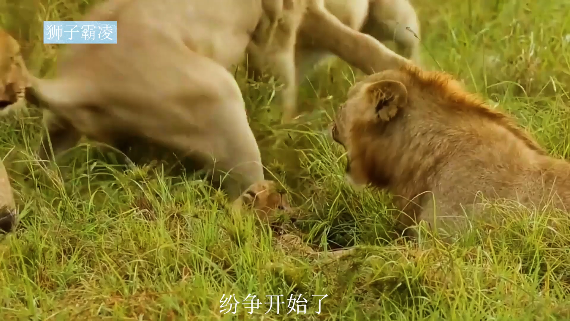 亚成年狮子霸凌小狮子,狮王暴怒,结局大快人心