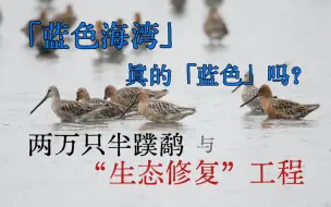 Descargar video: 以两万只半蹼鹬的性命，换取“蓝色海湾”的幻想