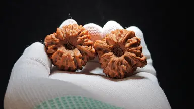 龙门涧核桃-哔哩哔哩_Bilibili