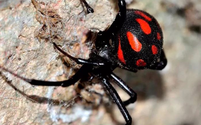 克罗地亚黑寡妇与澳达克斯跳蛛开箱