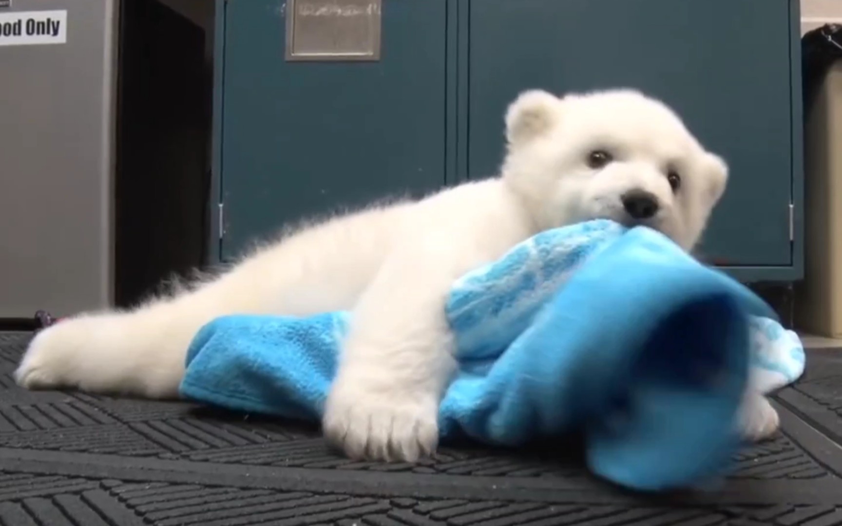 没人能拒绝白色的小狗熊!