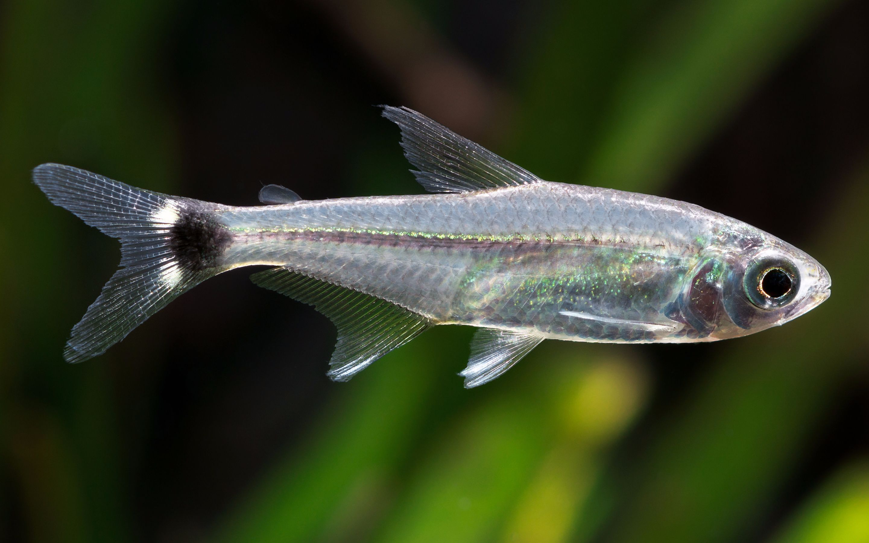 【自家鱼缸】 【灯鱼】 【热带鱼】未知名