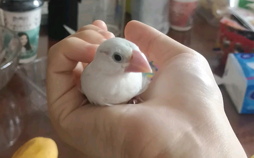 白文鸟一只放出去又飞回来的小可爱